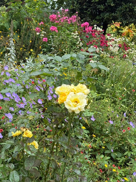 Colours of the herbaceous border, Shakespearean Garden by Kattie Kincaid